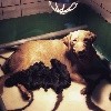  - Naissance des premiers chiots RED SWEET