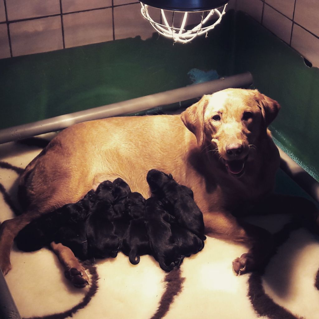 Naissance des premiers chiots RED SWEET